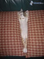 /album/fotogaleria/images-2-jpg1/